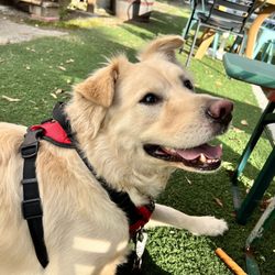 Golda Kombucha - Dog friendly!