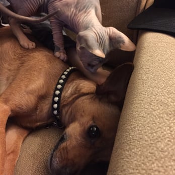 Hollywood Sphynx - Pet Services Near Me Hollywood Sphynx - Pet Services Near Me