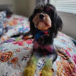 Doggy D'Tails - Full Groom with Bath