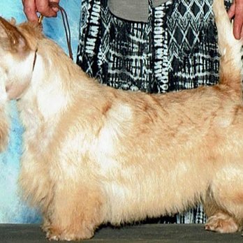 Give Me Paws - Correct Scottie head trim - Pet Groomers Near Me - Ocean Shores, Washington