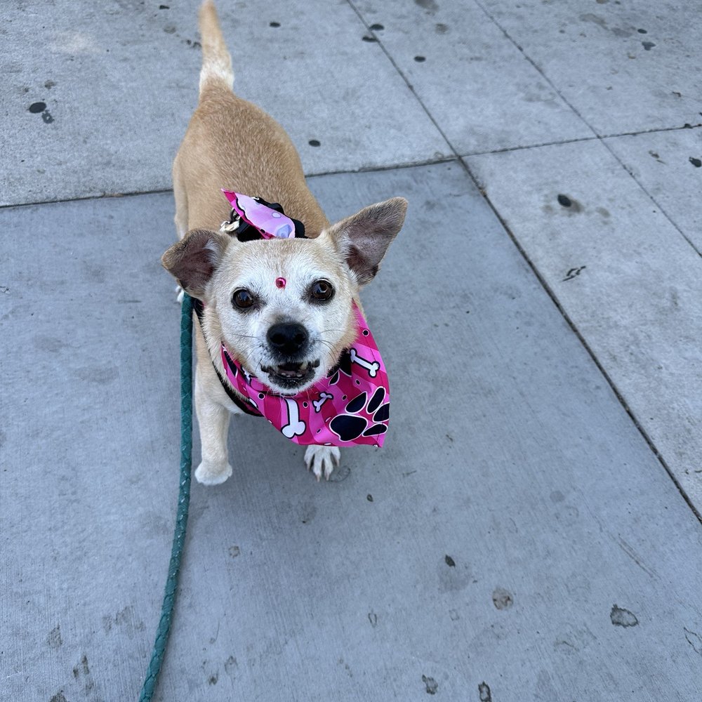 Bitches N Bubbles - Pet Groomers Near Me - Long Beach, California