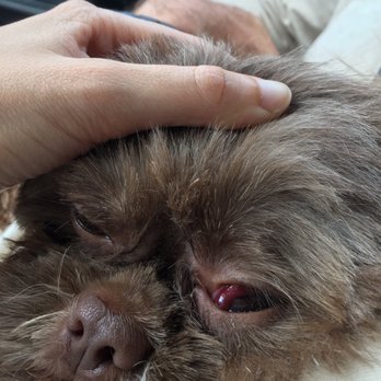 My Dog - Eye injury - Pet Groomers Near Me - Miami, Florida My Dog - Eye injury - Pet Groomers Near Me - Miami, Florida