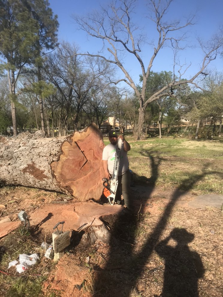 Alvarado Tree Trimming & Care - tree service in Fort Worth , TX