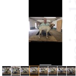 Sunrise Kennels - MANY ANIMALS ARE BEING MISTREATED AT THIS PET BREEDING SHELTER