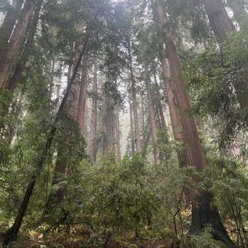 Samuel P Taylor State Park - Parks Near Me - Lagunitas, California