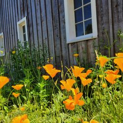 Skagit Symphony's Garden Tour