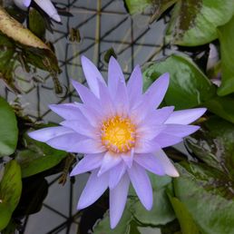 Water lily Water lily