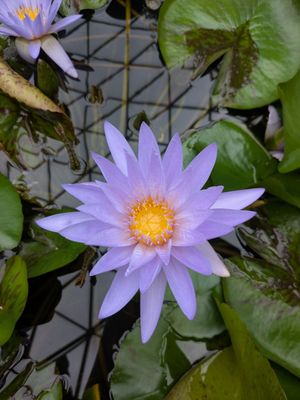 Greater Des Moines Botanical Garden by null