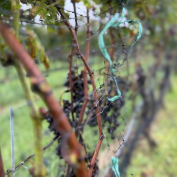 Farrm Vineyard - Grapes in the vineyard! - Wine Tasting Room Near Me - Calverton, New York Farrm Vineyard - Grapes in the vineyard! - Wine Tasting Room Near Me - Calverton, New York