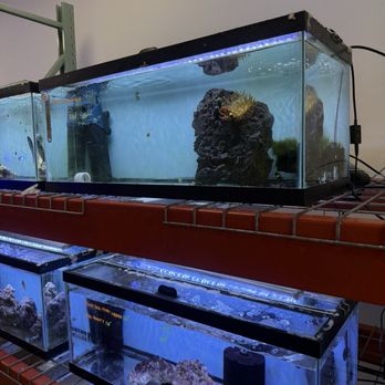 A Fishie Anado - Local Fish Stores Near Me - Austin, Texas