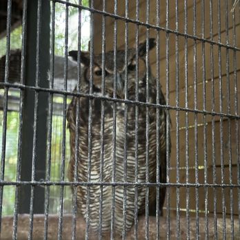 Sarasota Jungle Gardens - This owl could barely hiss. He was either drugged or purely exhausted from being unwell. - Zoos Near Me - Sarasota, Florida Sarasota Jungle Gardens - This owl could barely hiss. He was either drugged or purely exhausted from being unwell. - Zoos Near Me - Sarasota, Florida