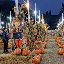 Clancy's Christmas Trees & Pumpkin Patch - Pumpkins on the ground and impossible to reach if you're in a wheelchair.
