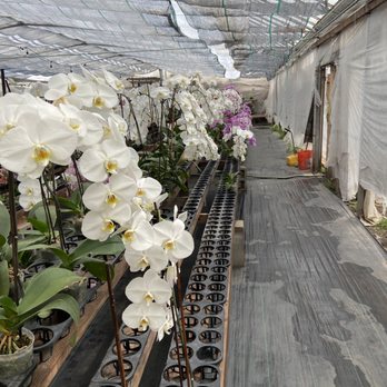 Bay Area Orchids - White orchid - Nurseries & Gardening Near Me - Half Moon Bay, California