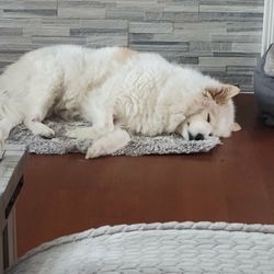Evergreen Holistic Veterinary Care - Kari is all comfy