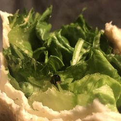 Pita Pit - Bug found in food