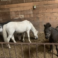 Glen Grove Equestrian Center - Three mini horses kept alone in a back garage