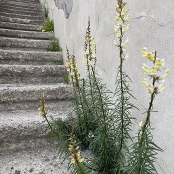 Castel Sant'Elmo - Wildflowers sprouting along cracks in the fort - Museums Near Me - Naples, NA
