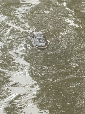 Gators and Ghosts: New Orleans Tours by null