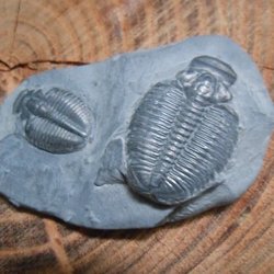 A New Dig - Trilobites in matrix