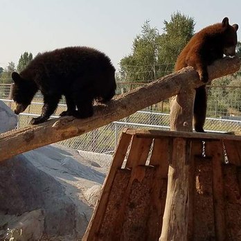 Yellowstone Bear World - Cubs - Zoos Near Me - Rexburg, Idaho Yellowstone Bear World - Cubs - Zoos Near Me - Rexburg, Idaho