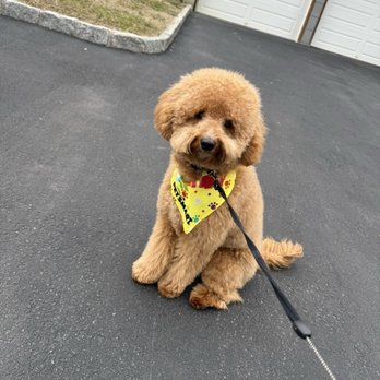 PetSmart - After - Pet Stores Near Me - Poughkeepsie, New York