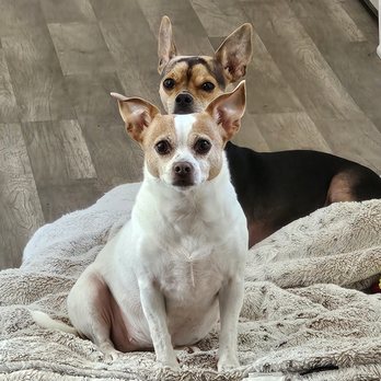 Second Home Dog Sitting - Pet Sitting Near Me Second Home Dog Sitting - Pet Sitting Near Me