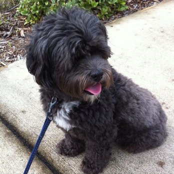 My Spoiled Pet - ChiChi! Worlds best dog! - Pet Sitting Near Me My Spoiled Pet - ChiChi! Worlds best dog! - Pet Sitting Near Me