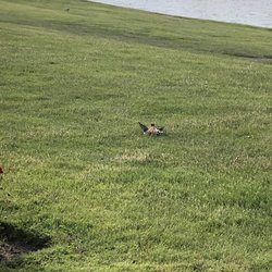Bryden Canyon Public Golf Course - This is a kill deer getting me distracted from her nest.