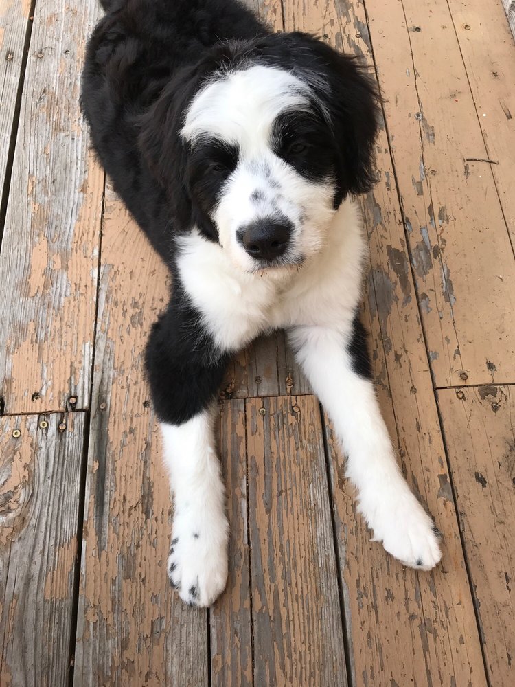 HAPPY TAILS DOG GROOMING Updated May 2024 6151 Pony Express Trl