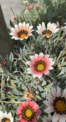 Scandia Family Fun Center by null