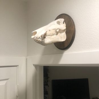JR's Taxidermy - Large hog head - Taxidermy Near Me - Keller, Texas