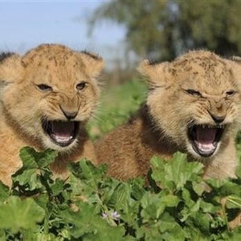 Roaring Lion Movers - Movers Near Me