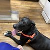 Brushy Creek Veterinary Clinic gift card