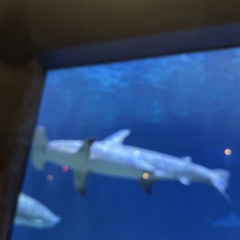 Sharks Underwater Grill - New American Near Me - Orlando, Florida