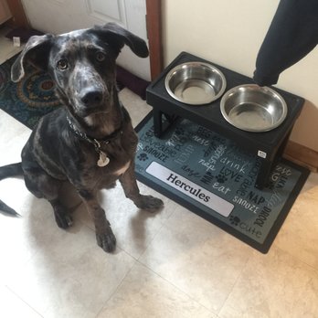 roaring brook doggy daycare