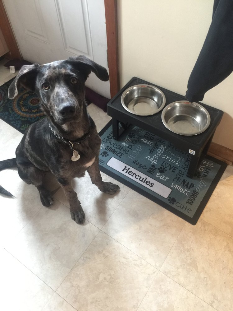 CHERRY BROOK KENNELS 21 Photos & 18 Reviews 490 Cherry Brook Rd