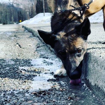 Atlas Working K-9s - Pet Boarding Near Me - Anchorage, Alaska