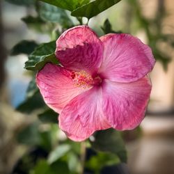 The Home Depot - Hibiscus which I had to treat for mealy bugs