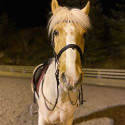 Paddocks Riding Centre