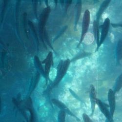 Glass Bottom Boat Tour - This is mostly what you'll see.