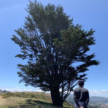 Milagra Ridge - The famous Lone tree - Parks Near Me - Pacifica, California
