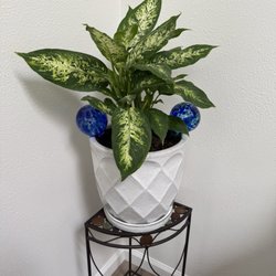 Evergreen Nursery - Dieffenbachia is my favorite indoor plant. I'm trying watering globes so I won't overwater it.