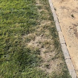 Dead sod due to poor installation. Dead sod due to poor installation.