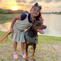 Doberman