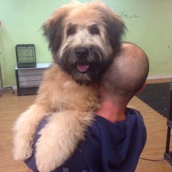 Studio Paws - Murphy the Wheaton Terrier! - Pet Training Near Me - Montreal, Quebec Studio Paws - Murphy the Wheaton Terrier! - Pet Training Near Me - Montreal, Quebec