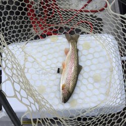 Blue Ribbon Flies - Hybrid rainbow (note the golden colored belly from the cutthroat)