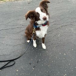 Kansas City K9 Academy