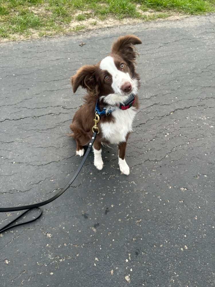 Kansas City K9 Academy - pet boarding facility in Lee's Summit, MO