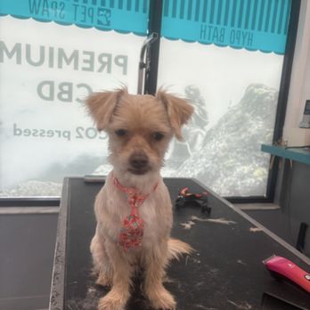 Pet Spaw Miami - Pet Groomers Near Me - Palmetto Bay, Florida Pet Spaw Miami - Pet Groomers Near Me - Palmetto Bay, Florida