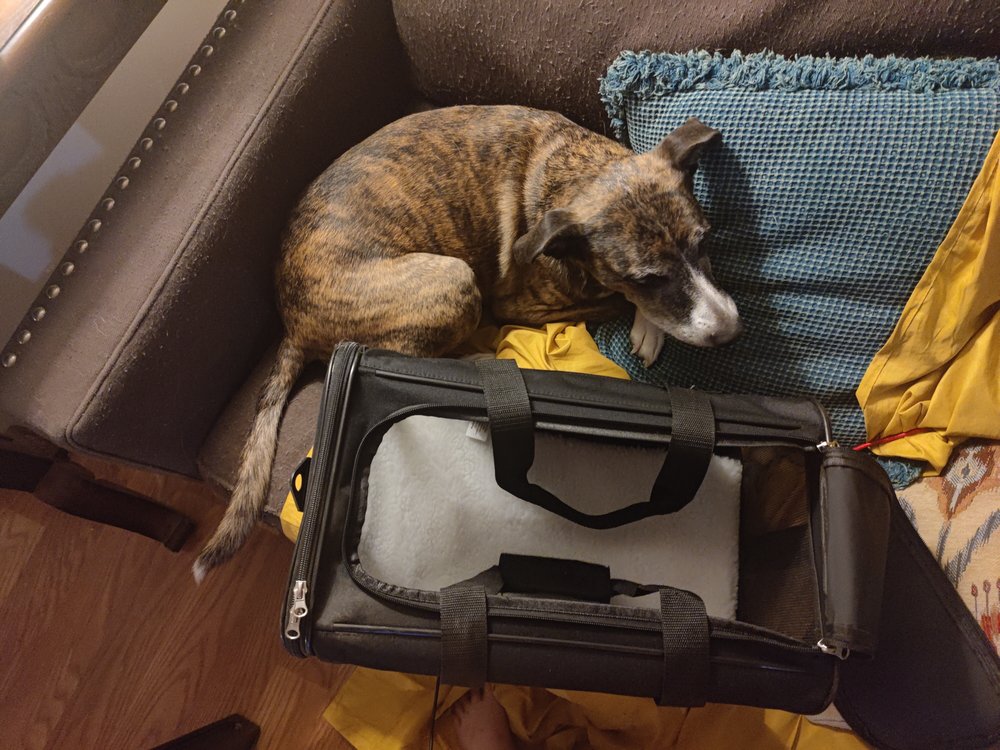 Pet Transportation EMERALD PET TRANSPORT Airport Rd, Ormond Beach